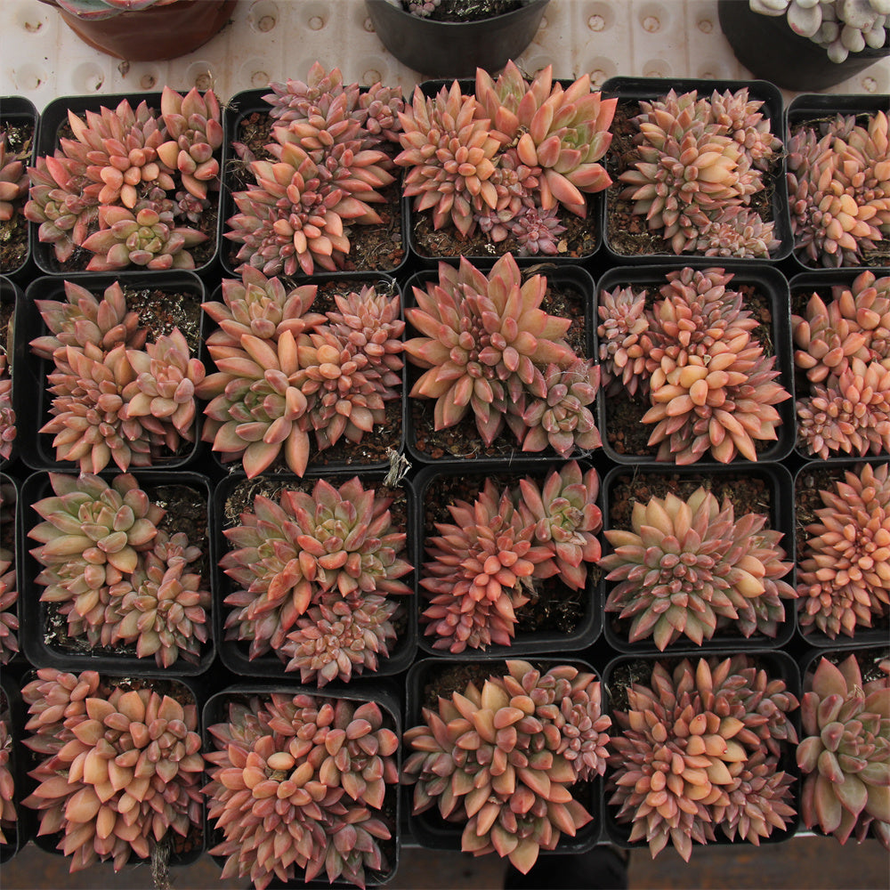 Echeveria Shine Princess cretsed Succulents