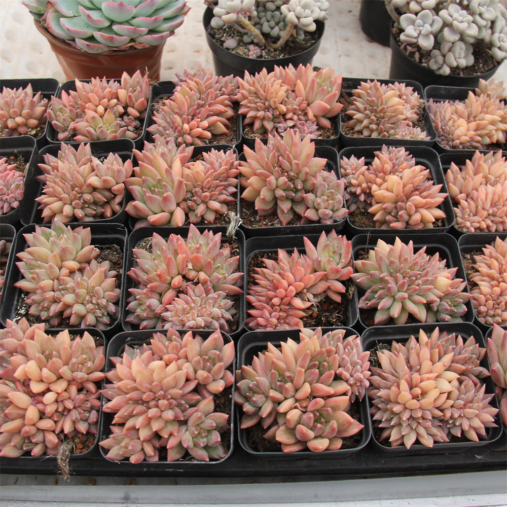 Echeveria Shine Princess cretsed Succulents