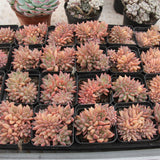 Echeveria Shine Princess cretsed Succulents