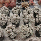 Sedum Allen Succulents