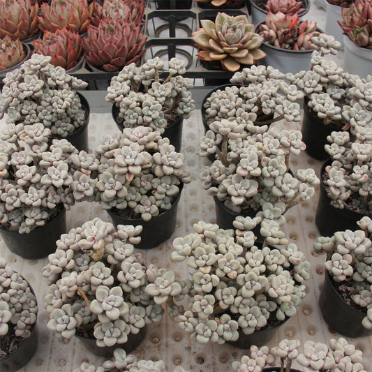 Sedum Allen Succulents