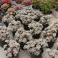 Sedum Allen Succulents