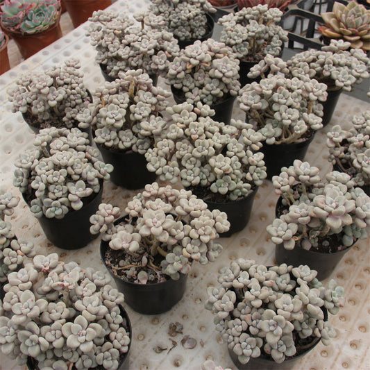 Sedum Allen Succulents