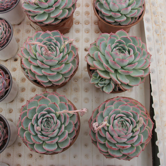 Echeveria 'silhouette' Succulents