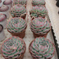 Echeveria 'silhouette' Succulents