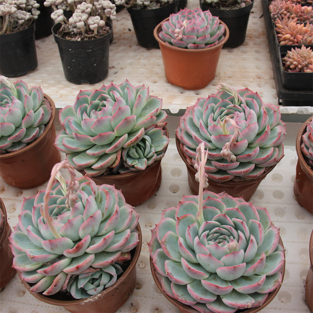 Echeveria 'silhouette' Succulents