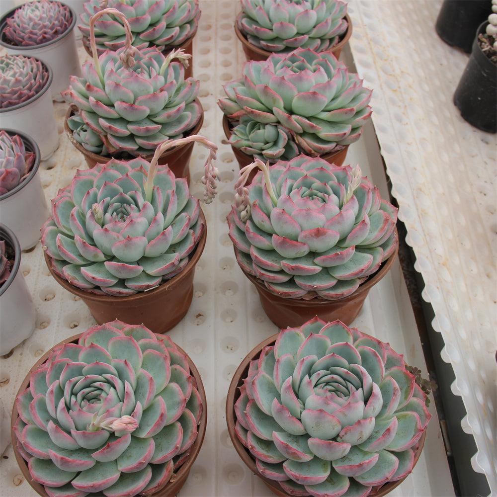 Echeveria 'silhouette' Succulents