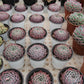 Echeveria spp. Lone star Succulents