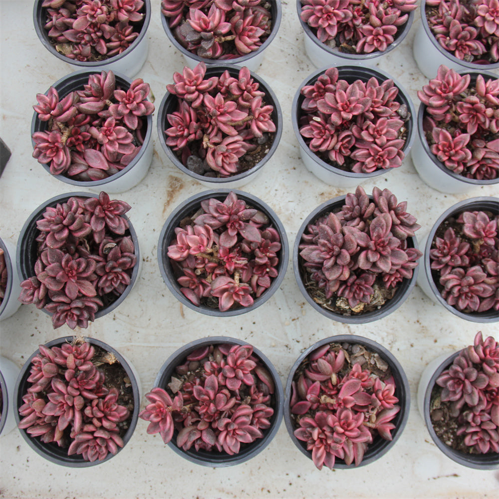 Sedum Chocolate variegated Succulents