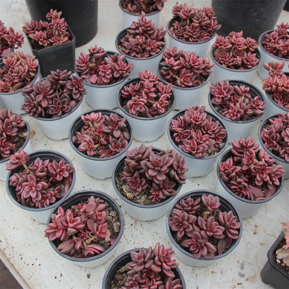 Sedum Chocolate variegated Succulents