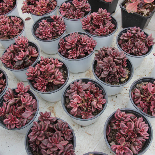 Sedum Chocolate variegated Succulents