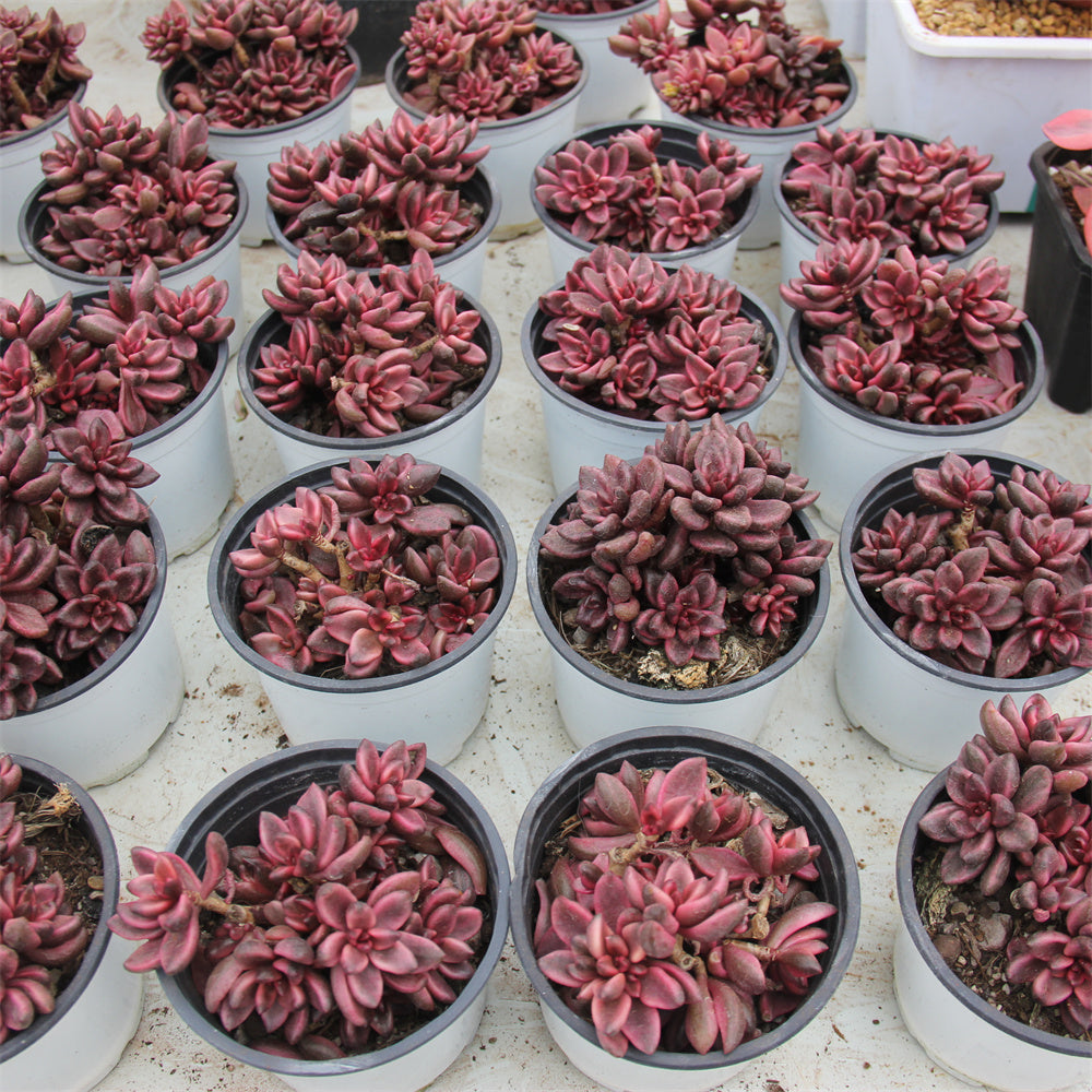 Sedum Chocolate variegated Succulents