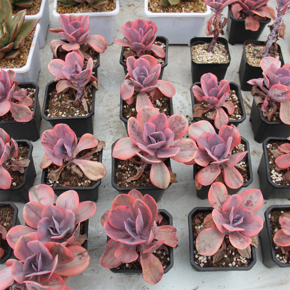 Echeveria Angel wings variegated Succulents