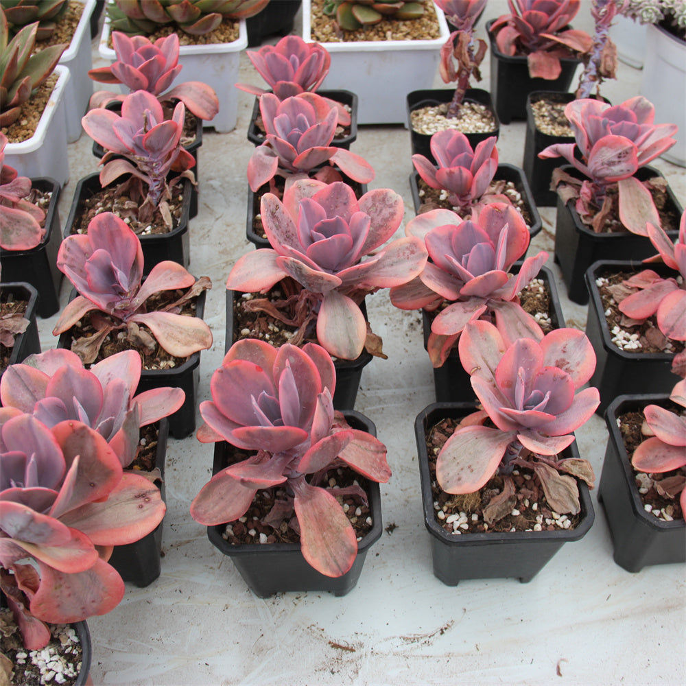 Echeveria Angel wings variegated Succulents