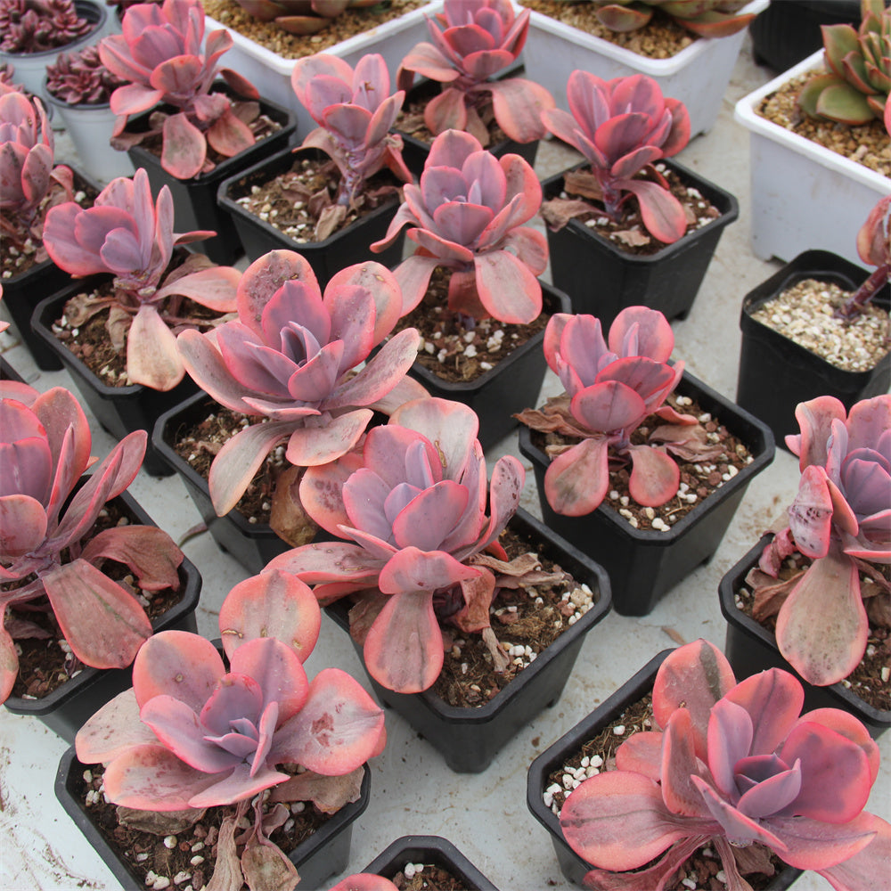 Echeveria Angel wings variegated Succulents