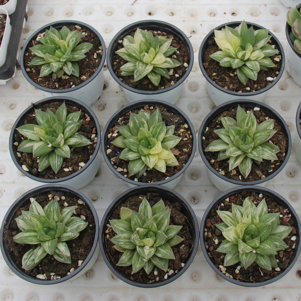 Haworthia cymbiformis（Haw.） Duval var. Succulents