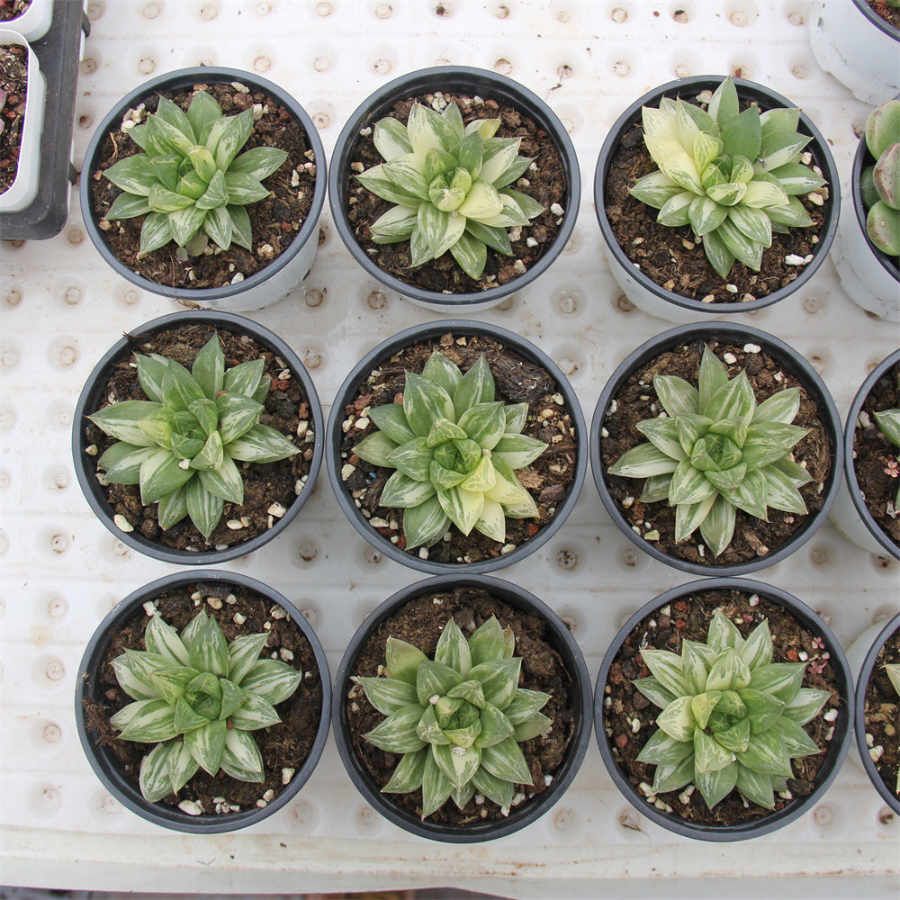 Haworthia cymbiformis（Haw.） Duval var. Succulents