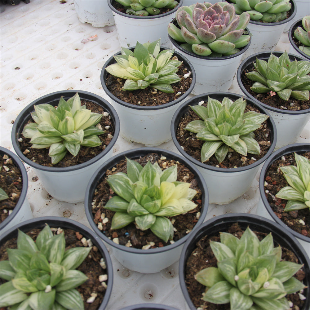 Haworthia cymbiformis（Haw.） Duval var. Succulents