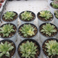Haworthia cymbiformis（Haw.） Duval var. Succulents