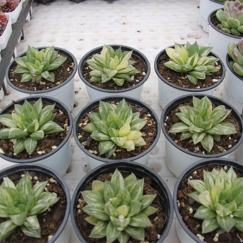 Haworthia cymbiformis（Haw.） Duval var. Succulents