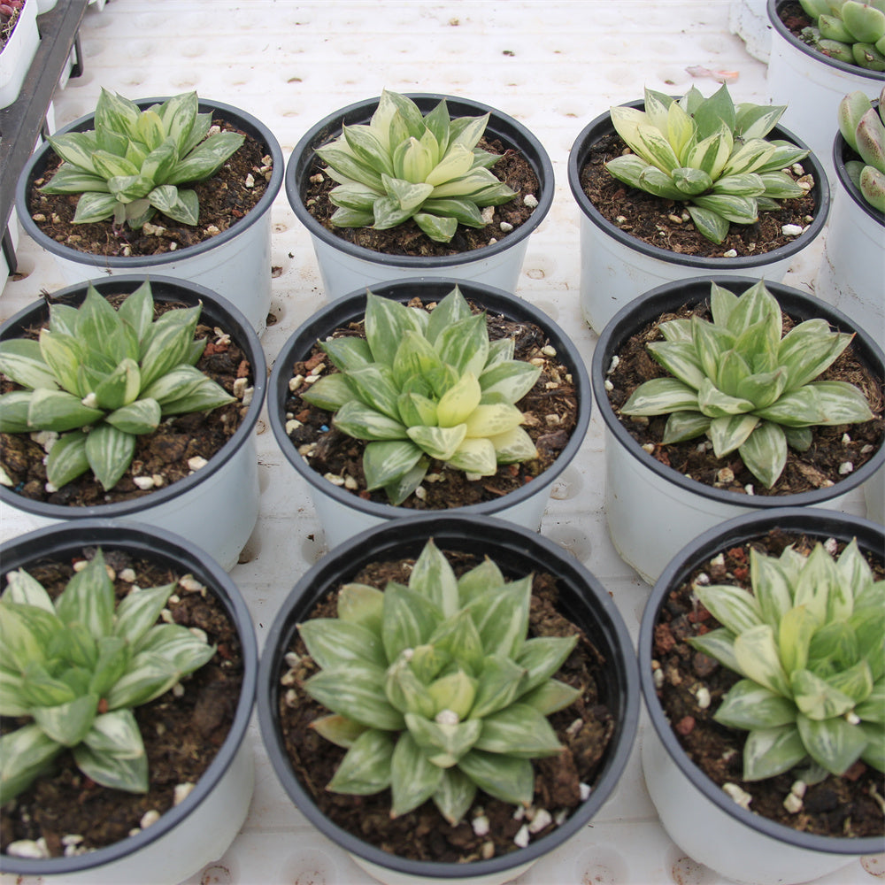 Haworthia cymbiformis（Haw.） Duval var. Succulents