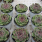 Echeveria Black crystal Succulents