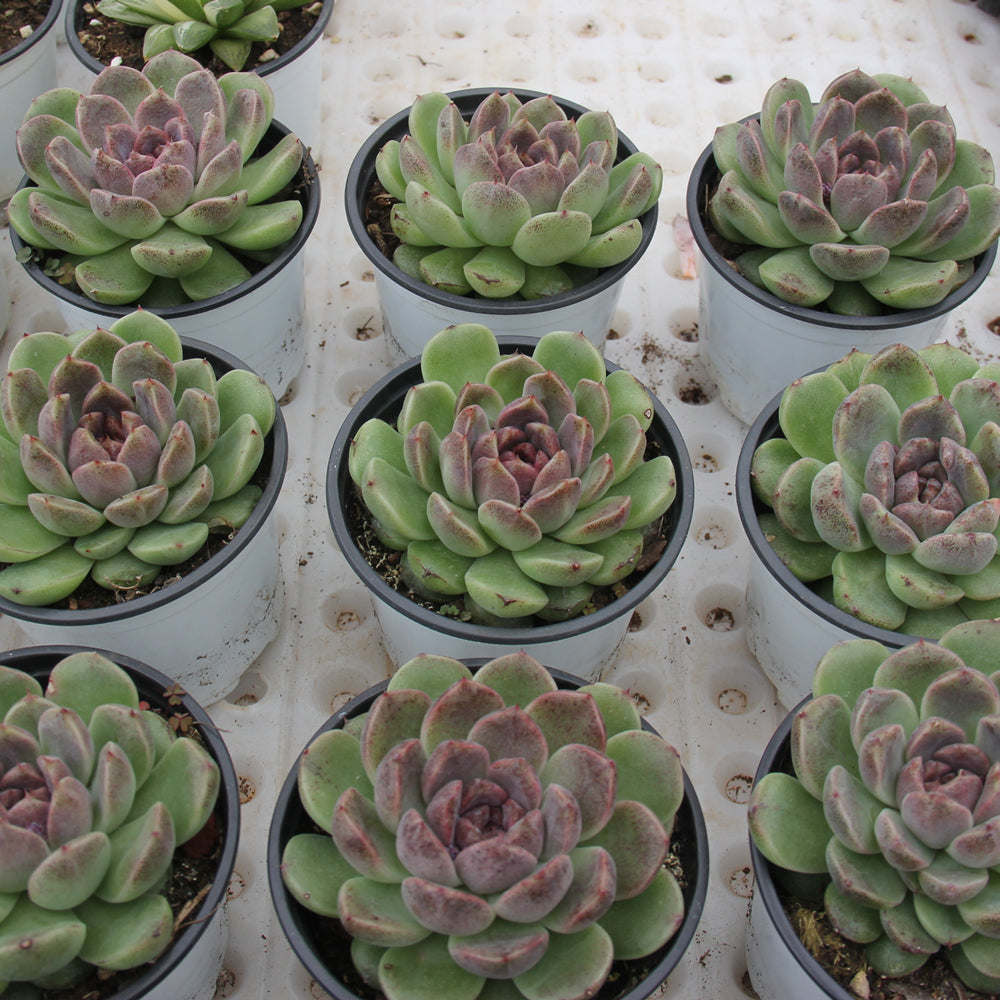 Echeveria Black crystal Succulents