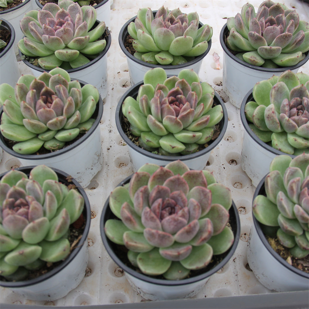 Echeveria Black crystal Succulents