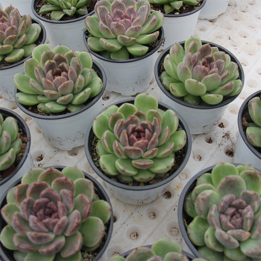 Echeveria Black crystal Succulents