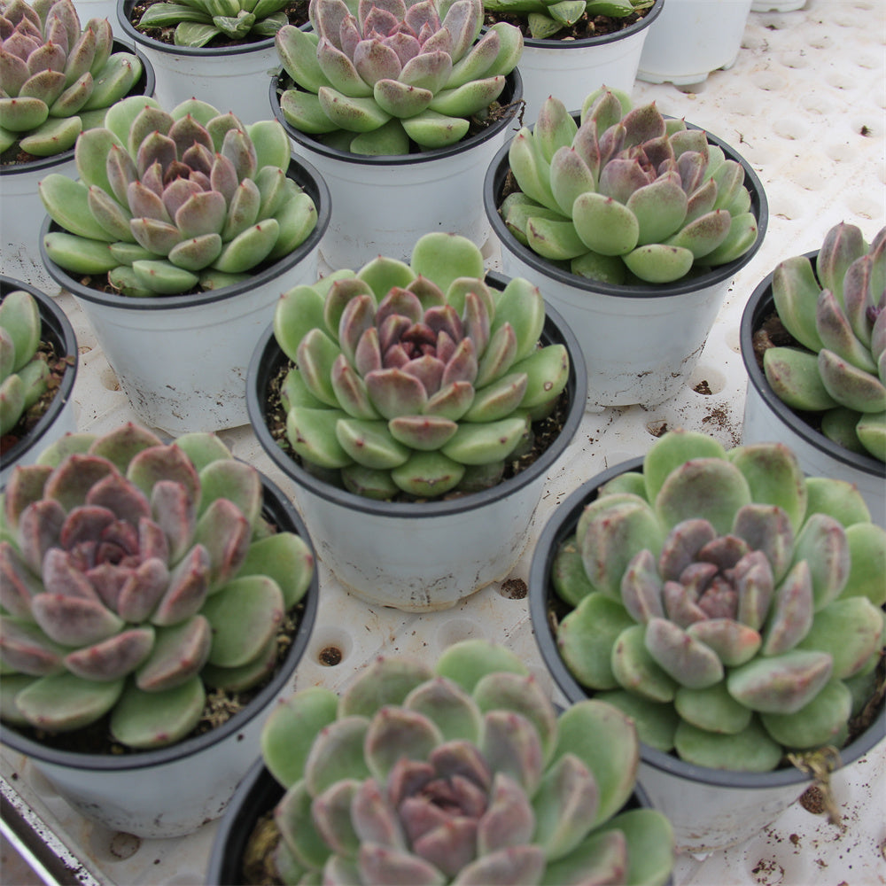 Echeveria Black crystal Succulents