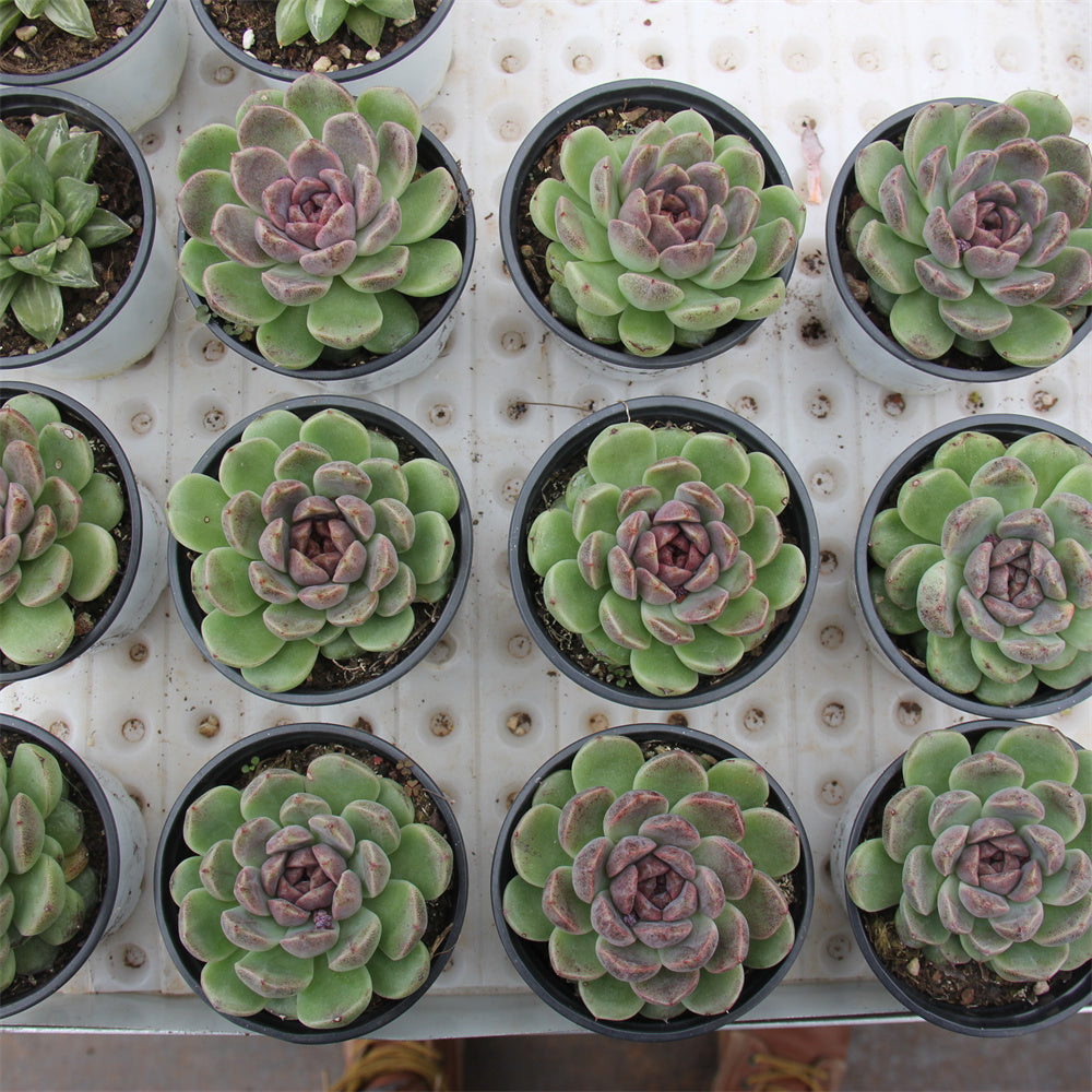 Echeveria Black crystal Succulents