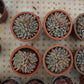 Echeveria 'Nebula' Succulents