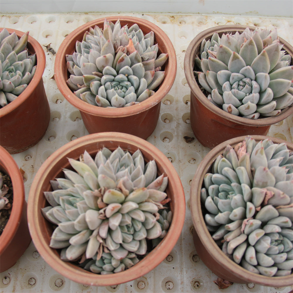 Echeveria 'Nebula' Succulents