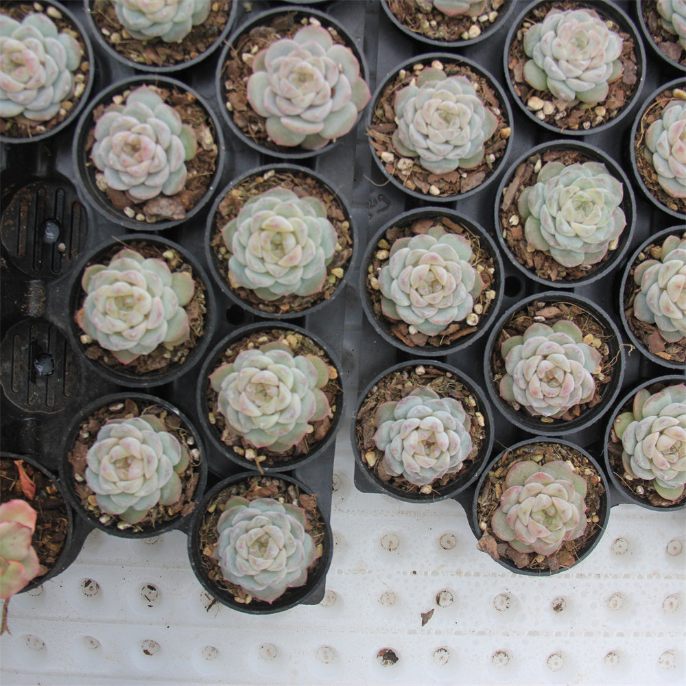 Echeveria spp.Grape Ice Succulents