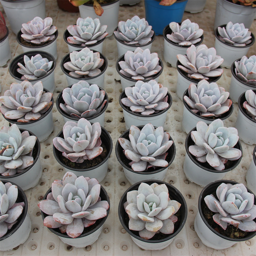 Echeveria laui Succulents