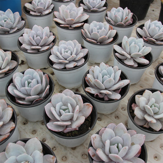 Echeveria laui Succulents