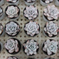 Echeveria laui Succulents