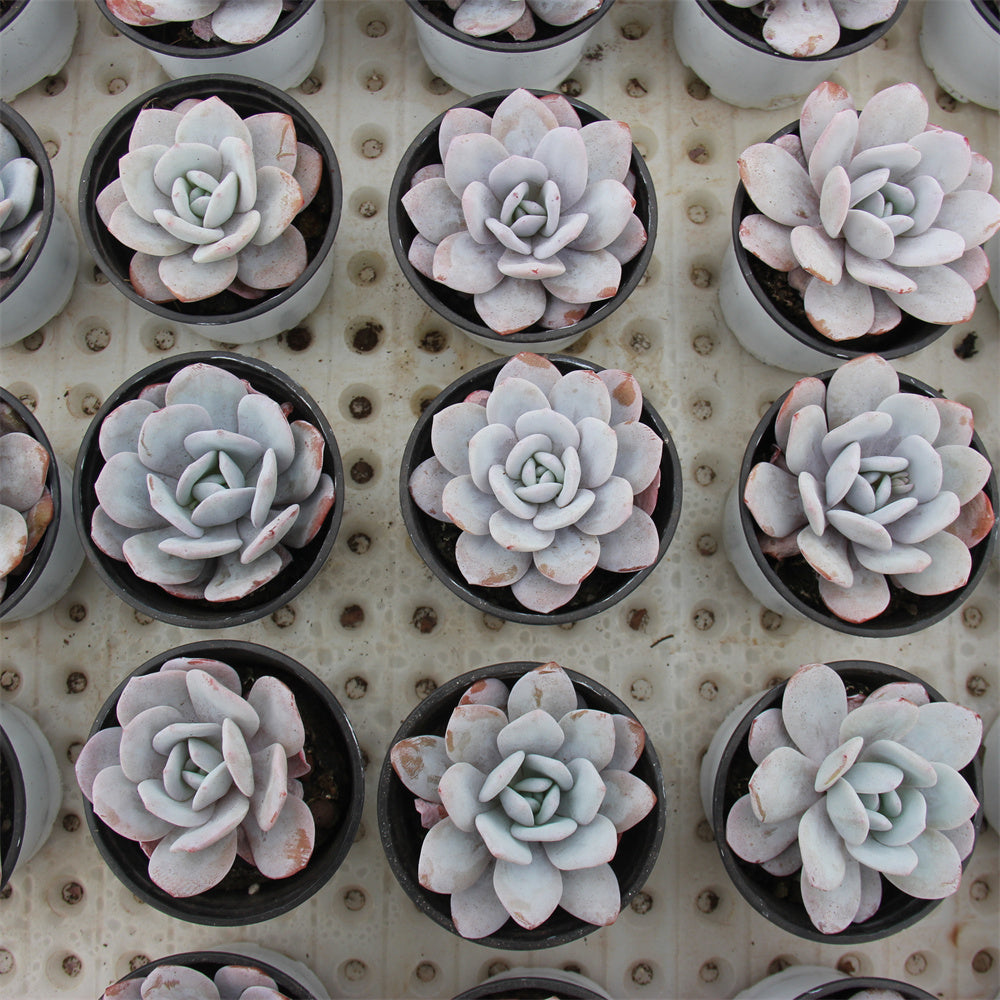 Echeveria laui Succulents