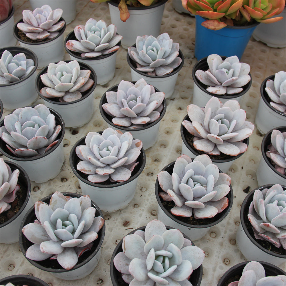 Echeveria laui Succulents