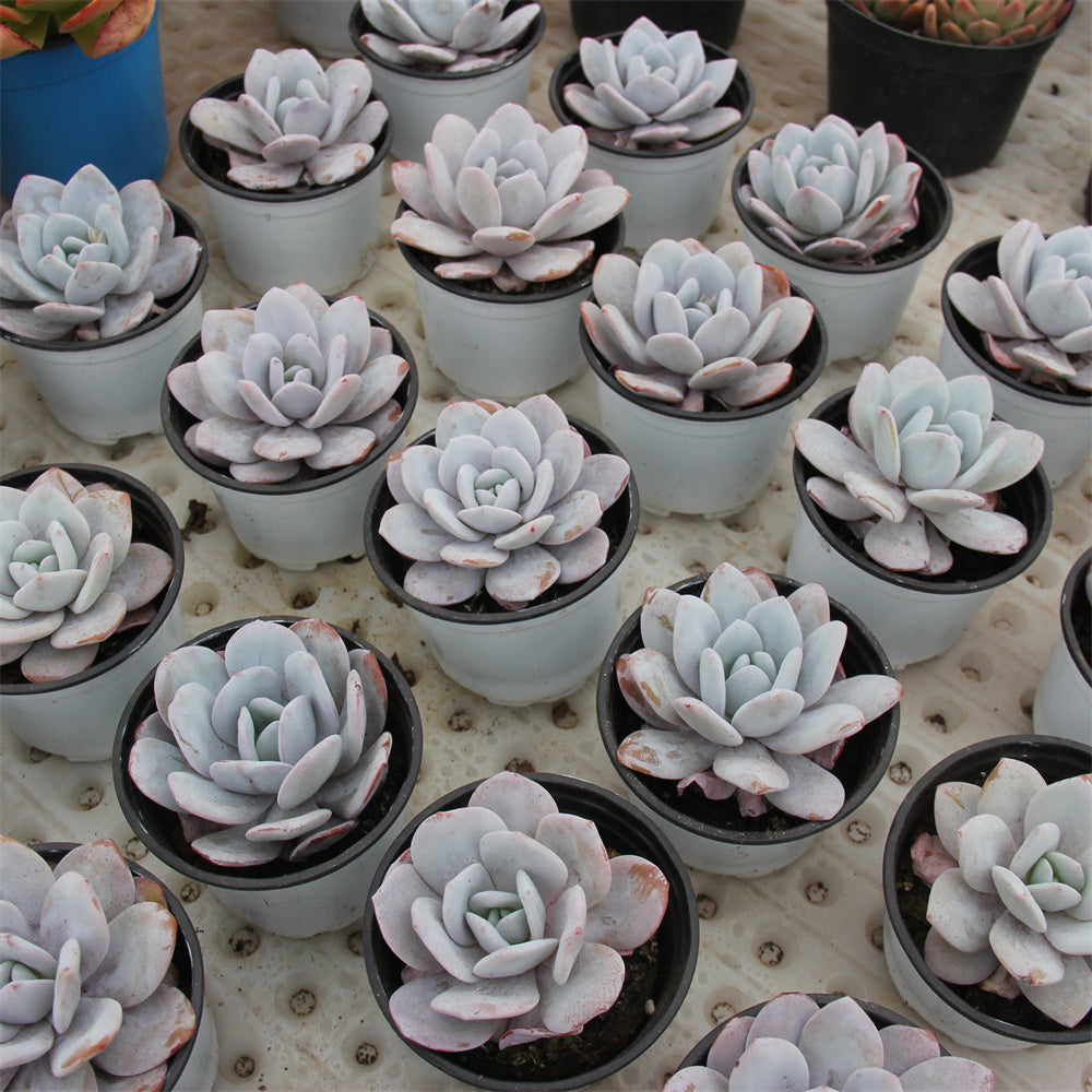 Echeveria laui Succulents