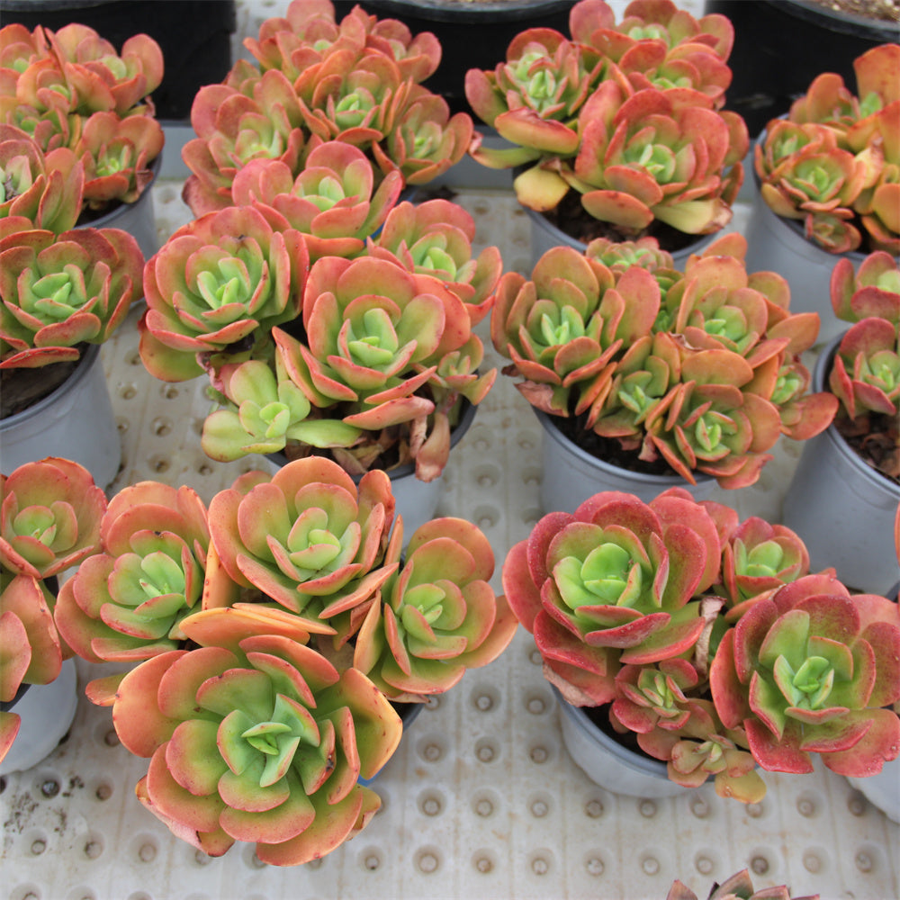 Echeveria Multicalulis 'Ginmei Tennyo' Succulents