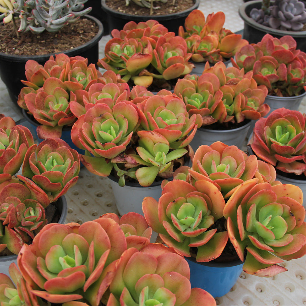 Echeveria Multicalulis 'Ginmei Tennyo' Succulents