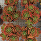 Echeveria Multicalulis 'Ginmei Tennyo' Succulents