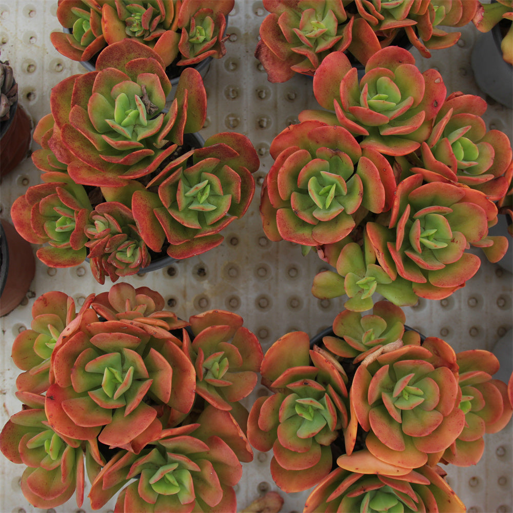 Echeveria Multicalulis 'Ginmei Tennyo' Succulents