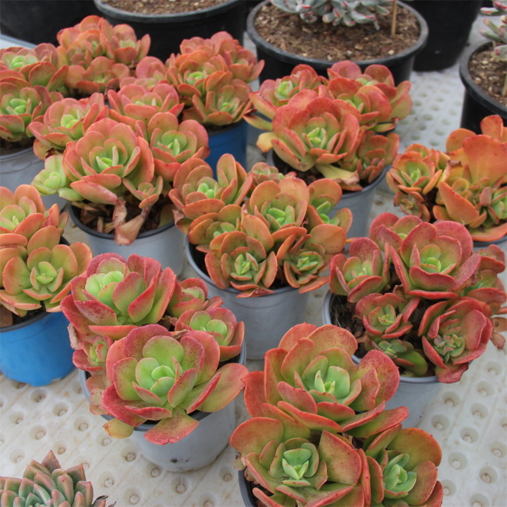 Echeveria Multicalulis 'Ginmei Tennyo' Succulents