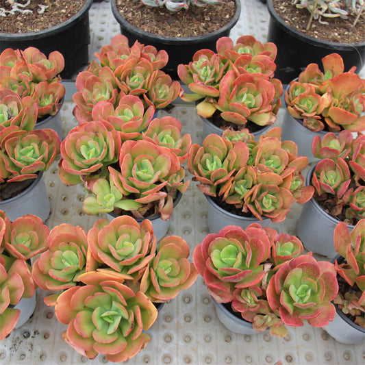 Echeveria Multicalulis 'Ginmei Tennyo' Succulents