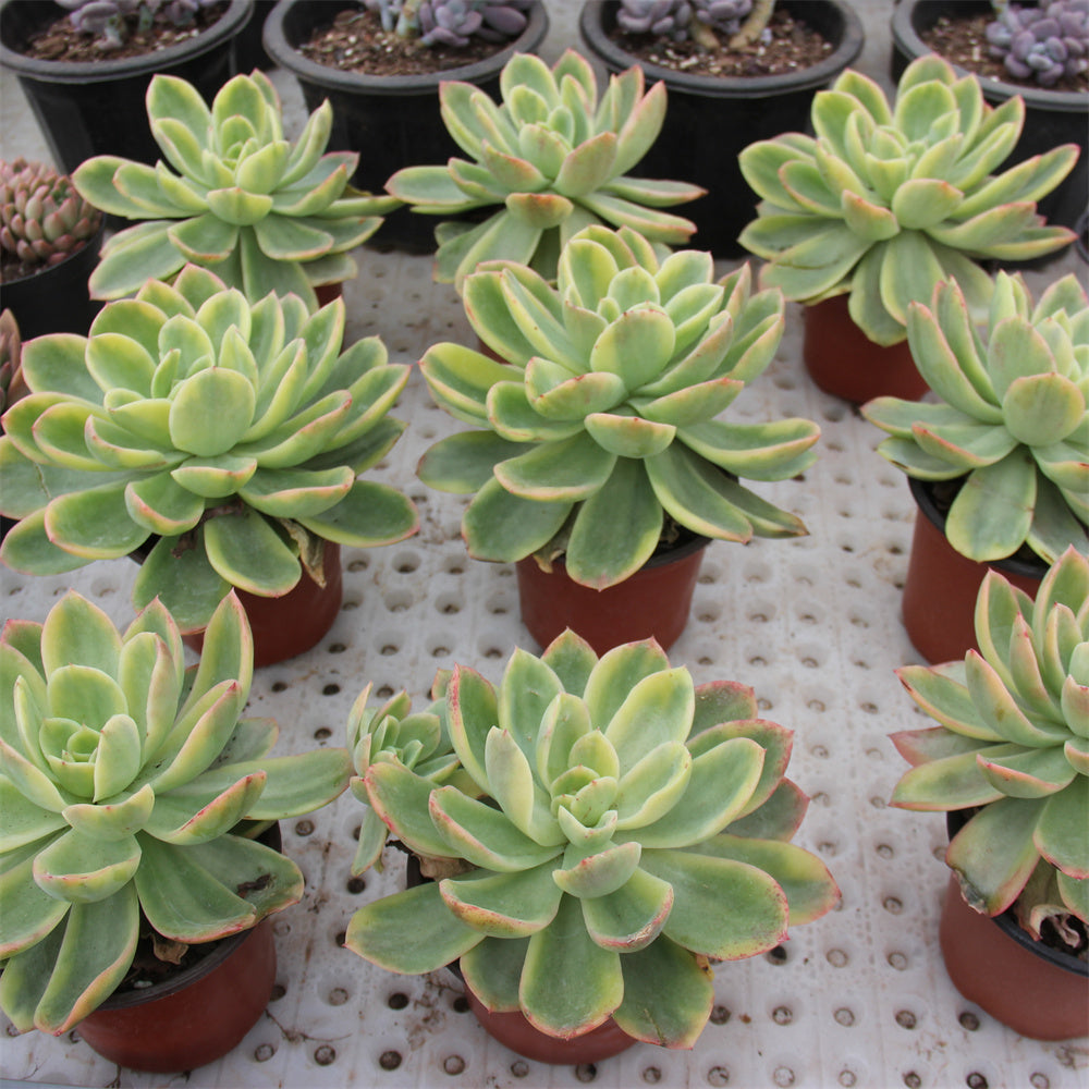 Echeveria Golden Glow variegated Succulents