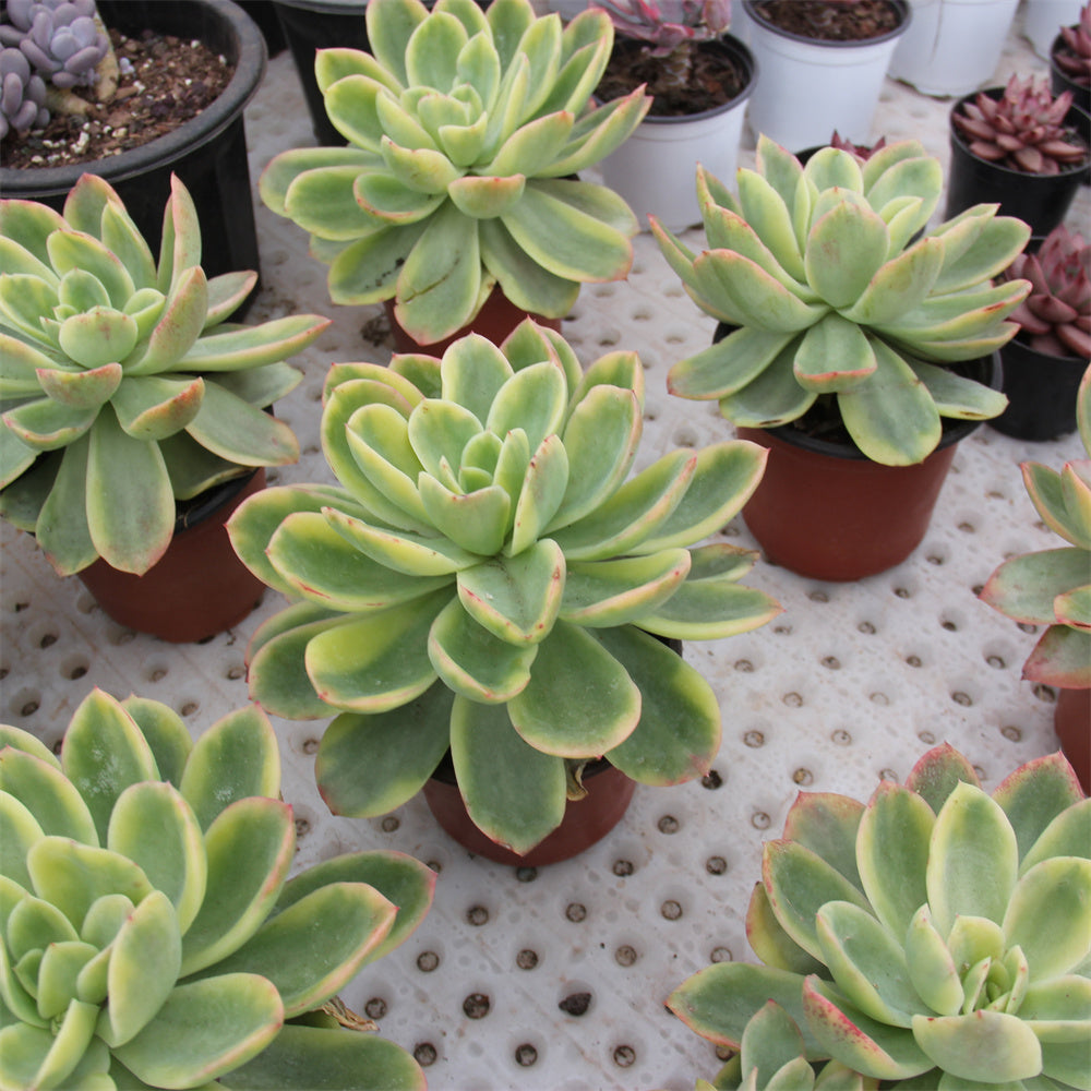 Echeveria Golden Glow variegated Succulents