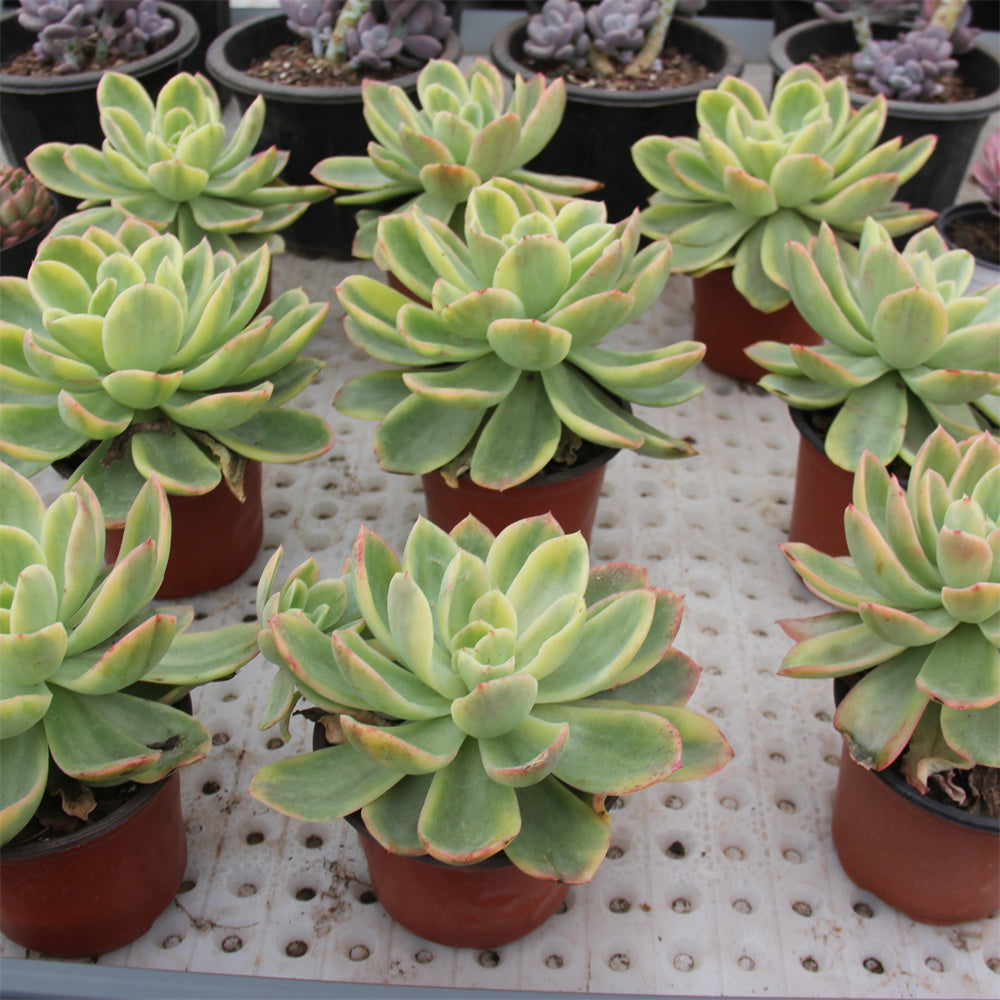 Echeveria Golden Glow variegated Succulents