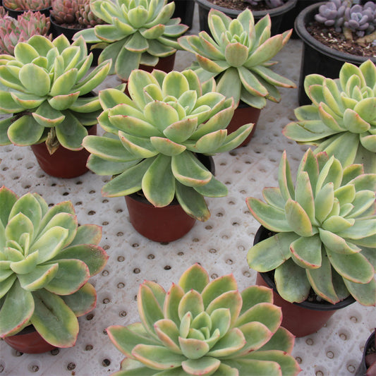 Echeveria Golden Glow variegated Succulents